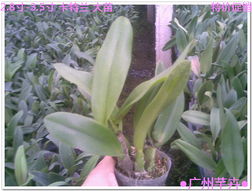 走進花卉世界網(wǎng) 探秘廣東省農(nóng)業(yè)科學(xué)院花卉研究所的瑰麗花海