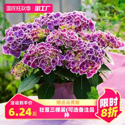 網(wǎng)購(gòu)花卉，一觸即達(dá) 探索綠意盎然的消費(fèi)新潮流