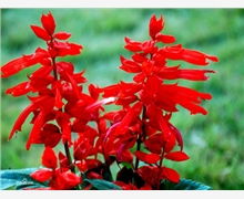 宿根花卉產(chǎn)品銷售 廠家直供、優(yōu)質(zhì)優(yōu)價(jià)與市場(chǎng)前景解析