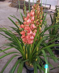 花卉世界網(wǎng) 德勝園藝產(chǎn)品展示